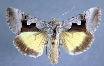 8930 Syngrapha orophila - Washington