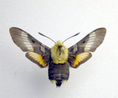 7877 Proserpinus flavofasciata (tres rare)