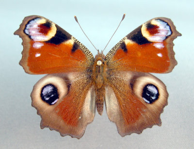 Europe Papillons/Moths & Butterflies