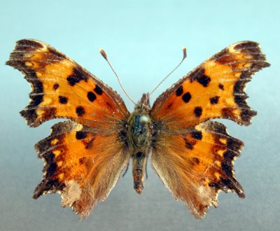 4427 Polygonia gracilis