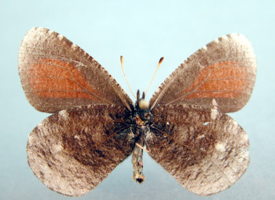4596a Erebia discoides under