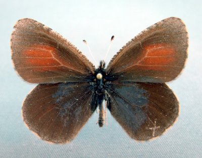 4596a Erebia discoidalis mcdunnoughi