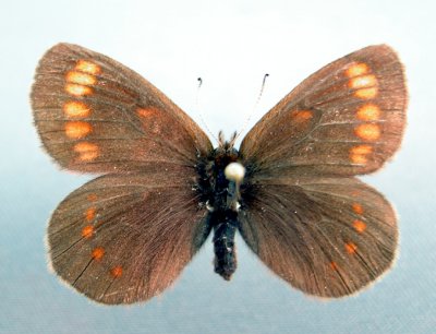 4597c Erebia theano sofia
