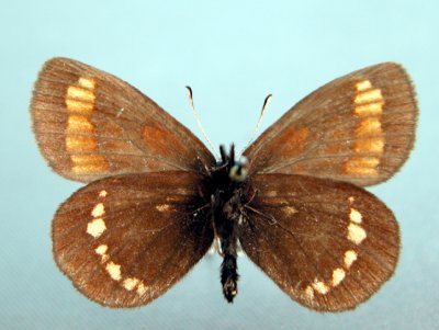 4597c Erebia theano sofia under/dessous