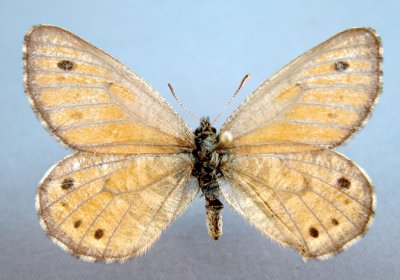 4607 Oeneis uhleri varuna - Nebraska