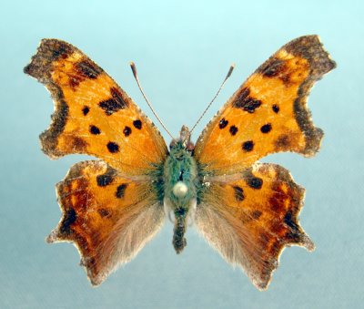 4421 Polygonia comma-Temiscouata