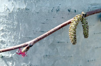 Female & Male Flower p 161 FLORA OF NB