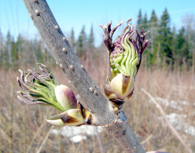 P 416 Flora of NB