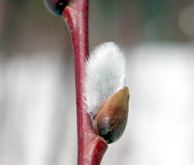 (Salix)Willow Sp 1