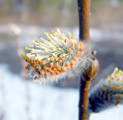 (Salix)Willow Sp 2
