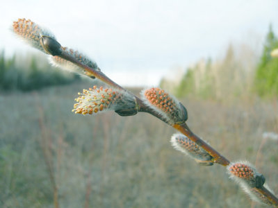 Salix - Willow Sp 3