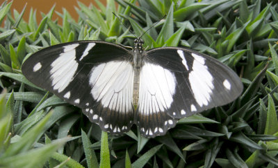 LE JARDIN BOTANIQUE du NB Papillons/Butterflies