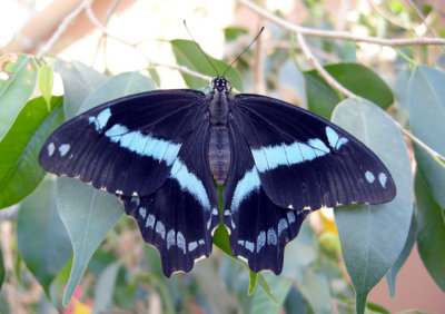 LE JARDIN BOTANIQUE du NB Papillons/Butterflies