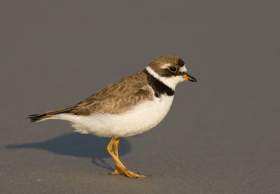 Semipalmated Plover