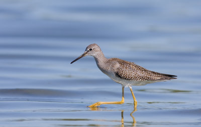 Lesser Yellowlegs