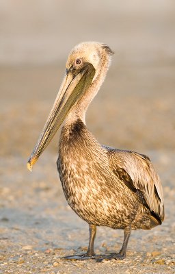 Brown Pelican