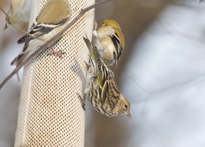 Pine Siskin