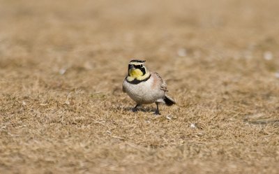 Horned Lark