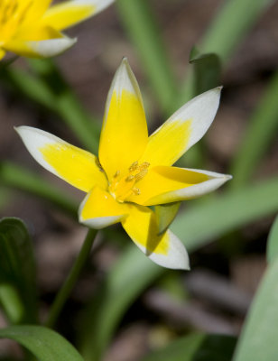 Flora