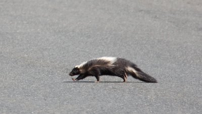 Skunk_S0T7440.jpg