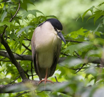 Black Crowned Night Heron