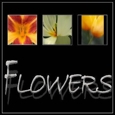 galerie flowers.jpg