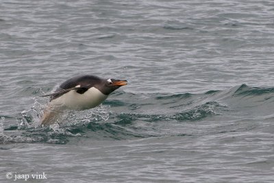 Gentoo Penguin - Ezelspingun - Pygoscelis papua