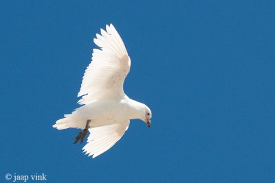 Snowy Sheathbill - Zuidpoolkip - Chionis albus