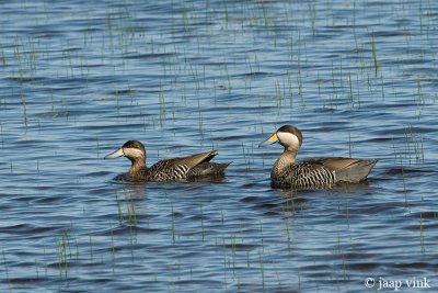 Silver Teal - Zilvertaling - Anas versicolor