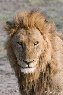 Lion - Leeuw - Panthera leo