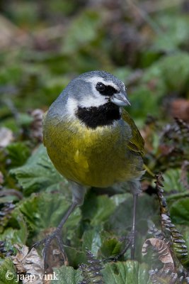 Canary-winged Finch - Magelhaengors - Melanodera melanodera