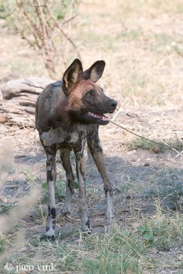 African Wild Dog - Afrikaanse Wilde Hond - Lycaon pictus