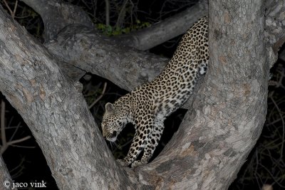 Leopard - Luipaard - Panthera pardus