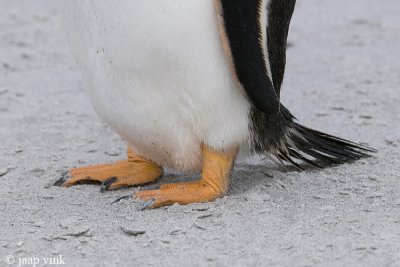 Gentoo Penguin - Ezelspingun - Pygoscelis papua