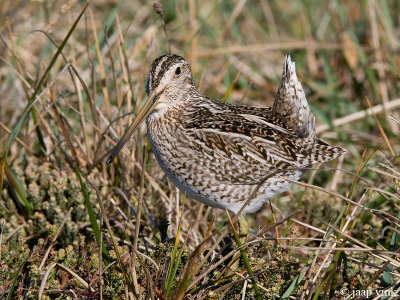 Magellanic Snipe - Zuidamerikaanse Snip - Gallinago paraguaiae