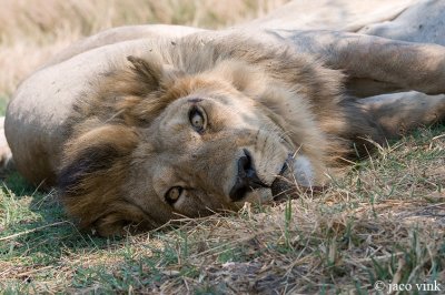 Lion - Leeuw - Panthera leo