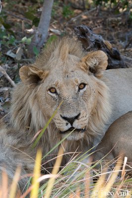 Lion - Leeuw - Panthera leo