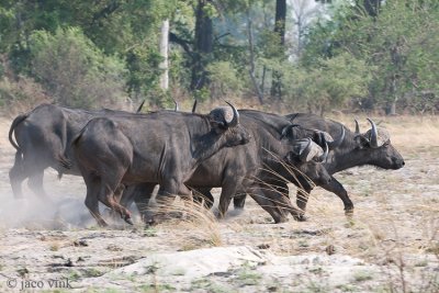 Cape Buffalo - Kaapse Buffel - Syncerus caffer