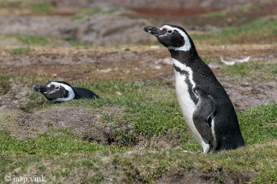 Magellanic Penguin - Magelhaenpinguïn - Spheniscus magellanicus