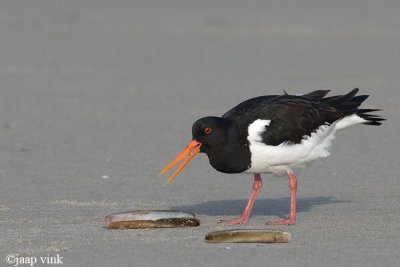 Eurasian Oystercatcher - Scholekster - Haematopus ostralegus