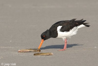 Eurasian Oystercatcher - Scholekster - Haematopus ostralegus