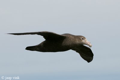 Southern Giant Petrel - Zuidelijke Reuzenstormvogel - Macronectes giganteus