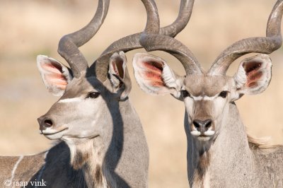 Greater Kudu - Grote Koedoe - Tragalaphus strepsiceros