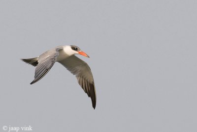 Caspian Tern - Reuzenstern - Sterna caspia