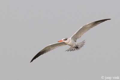 Caspian Tern - Reuzenstern - Sterna caspia