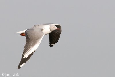 Grey-headed Gull - Grijskopmeeuw - Larus cirrocephalus