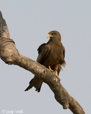 Yellow-billed (Black) Kite - Geelsnavelwouw - Milvus migrans