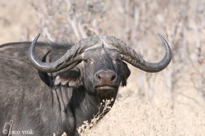 Cape Buffalo - Kaapse Buffel - Syncerus caffer