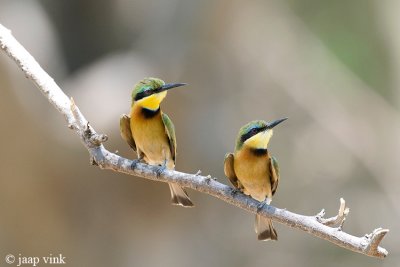 Little Bee-eater - Dwergbijeneter - Merops pusillus