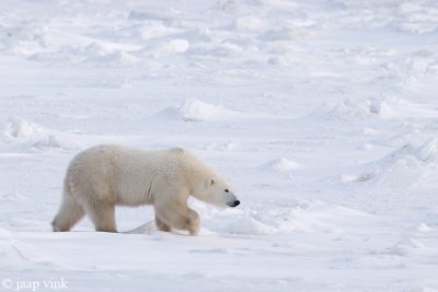 Polar Bear - IJsbeer - Ursus maritimus